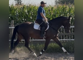 Silésien, Hongre, 5 Ans, 166 cm, Bai brun