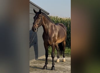 Silésien, Hongre, 5 Ans, 166 cm, Bai brun