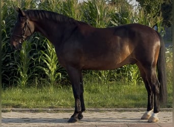Silésien, Hongre, 5 Ans, 166 cm, Bai brun