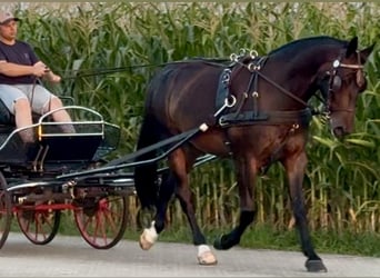 Silésien, Hongre, 5 Ans, 166 cm, Bai brun