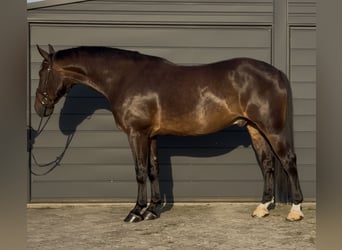 Silésien, Hongre, 5 Ans, 166 cm, Bai brun