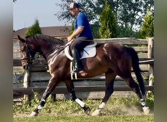 Silésien, Hongre, 5 Ans, 166 cm, Bai brun