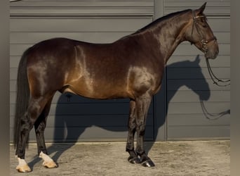 Silésien, Hongre, 5 Ans, 166 cm, Bai brun