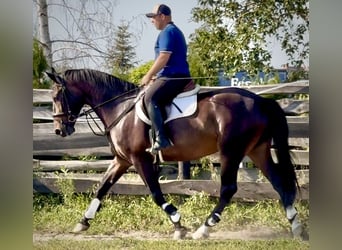 Silésien, Hongre, 5 Ans, 166 cm, Bai brun