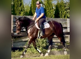 Silésien, Hongre, 5 Ans, 166 cm, Bai brun