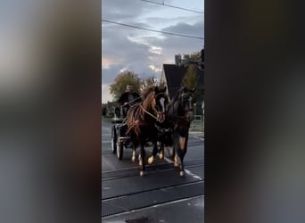 Silésien, Hongre, 6 Ans, 166 cm, Noir