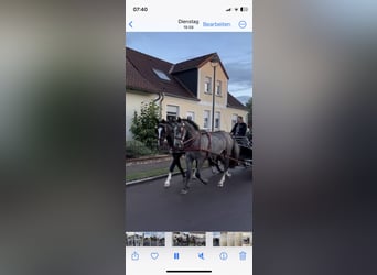 Silésien, Hongre, 6 Ans, 166 cm, Noir