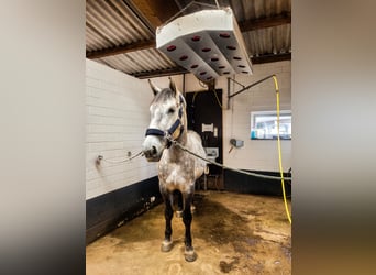 Silésien, Hongre, 7 Ans, 162 cm, Gris