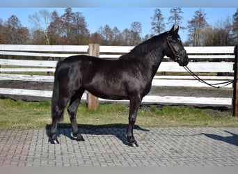 Silésien, Jument, 2 Ans, 165 cm, Bai brun foncé