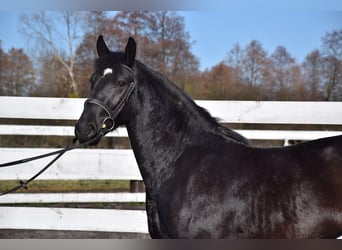 Silésien, Jument, 2 Ans, 165 cm, Bai brun foncé