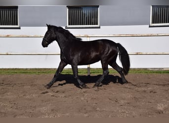 Silésien, Jument, 2 Ans, 165 cm, Bai brun foncé