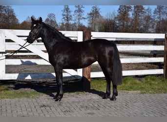 Silésien, Jument, 2 Ans, 165 cm, Bai brun foncé