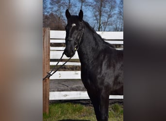 Silésien, Jument, 2 Ans, 165 cm, Bai brun foncé