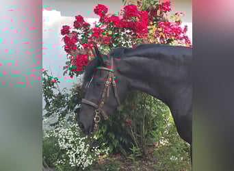 Silésien, Jument, 3 Ans, 157 cm, Noir