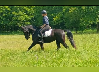 Silésien, Jument, 3 Ans, 158 cm, Noir