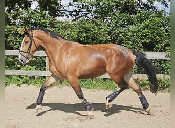 Silésien, Jument, 3 Ans, 160 cm, Bai cerise