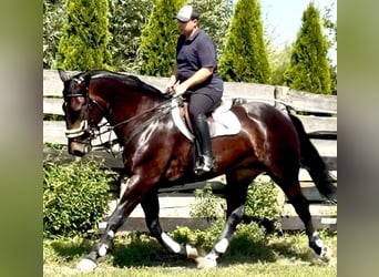 Silésien, Jument, 5 Ans, 169 cm, Bai brun