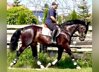 Silésien, Jument, 5 Ans, 169 cm, Bai brun