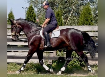 Silésien, Jument, 5 Ans, 169 cm, Bai brun
