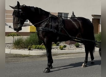 Silésien, Jument, 5 Ans, 169 cm, Bai brun