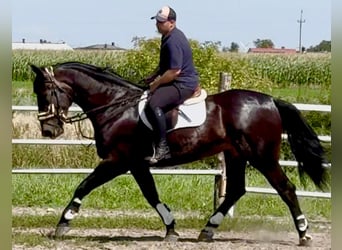 Silésien, Jument, 5 Ans, 169 cm, Bai brun