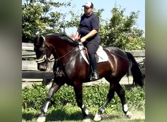 Silésien, Jument, 5 Ans, 169 cm, Bai brun