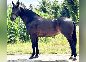 Silésien, Jument, 5 Ans, 169 cm, Bai brun