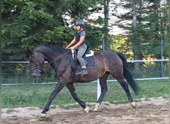 Silésien, Jument, 6 Ans, 167 cm, Bai brun