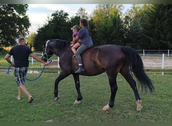 Silésien, Jument, 6 Ans, 167 cm, Bai brun