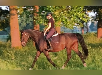 Silésien, Jument, 6 Ans, 168 cm, Bai brun
