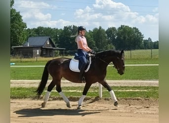 Silésien, Jument, 6 Ans, 168 cm, Bai brun