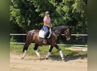 Silésien, Jument, 6 Ans, 168 cm, Bai brun