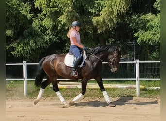Silésien, Jument, 6 Ans, 168 cm, Bai brun