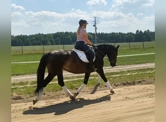 Silésien, Jument, 6 Ans, 168 cm, Bai brun