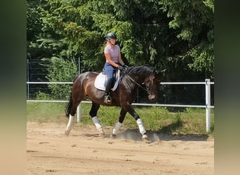 Silésien, Jument, 6 Ans, 168 cm, Bai brun