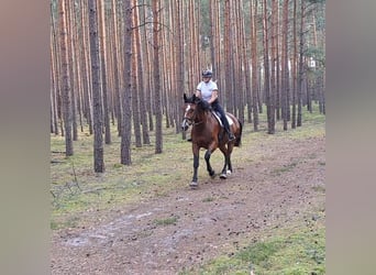 Silésien, Jument, 7 Ans, 168 cm, Bai