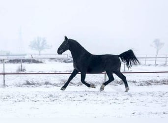 Silesisk häst, Hingst, 10 år, 169 cm, Svart
