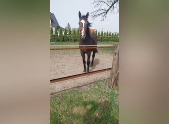 Silesisk häst, Hingst, 1 år, 148 cm, Mörkbrun