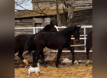 Silesisk häst, Hingst, 1 år, Mörkbrun