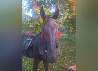 Silesisk häst, Hingst, 2 år, 160 cm, Svart