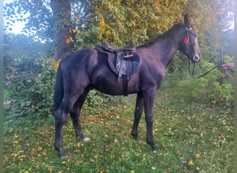 Silesisk häst, Hingst, 2 år, 160 cm, Svart