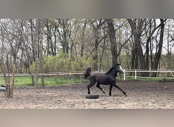 Silesisk häst, Hingst, 2 år, 170 cm, Svart