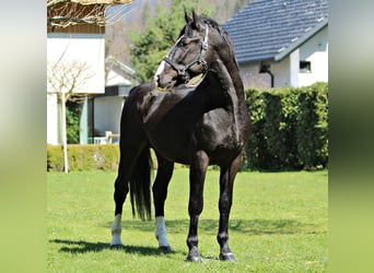 Silesisk häst, Hingst, 4 år, 164 cm, Brun