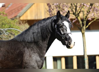 Silesisk häst, Hingst, 4 år, 164 cm, Brun