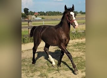 Silesisk häst, Hingst, Föl (02/2024), 140 cm, Rökfärgad svart