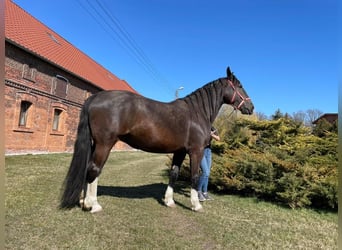 Silesisk häst, Sto, 11 år, 168 cm, Svart