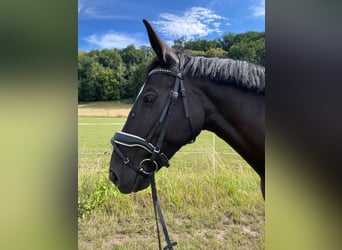 Silesisk häst, Sto, 12 år, 159 cm, Svart