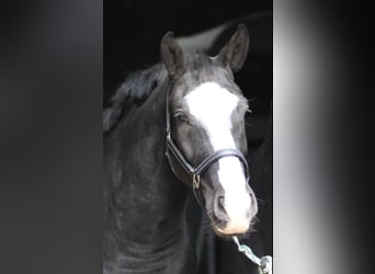 Silesisk häst, Sto, 13 år, 162 cm, Svart