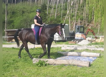 Silesisk häst, Sto, 13 år, 162 cm, Svart