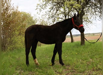 Silesisk häst, Sto, 1 år, 140 cm, Svart